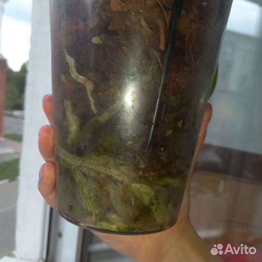 Орхидея фаленопсис