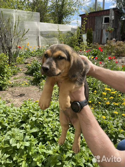 Собака в добрые руки отдам бесплатно
