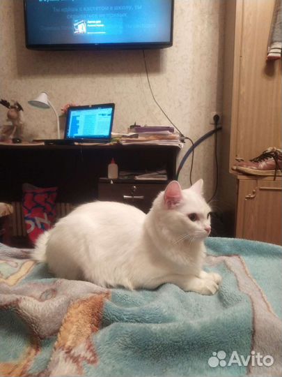 Домашняя передержка