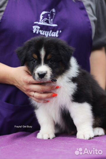 Австралийская овчарка, аусси кобель