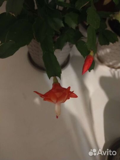 Декабрист шлюмбергера