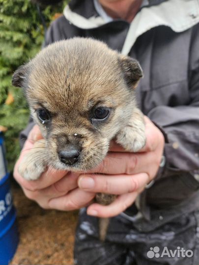 Щенок в добрые руки