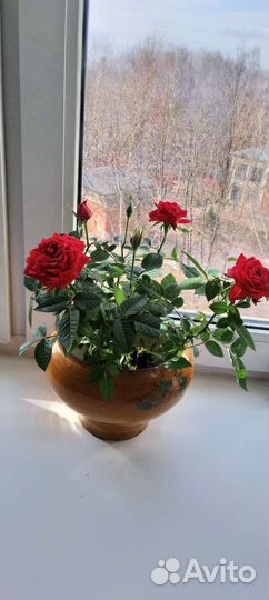 Чугунок для русской печи и духовки