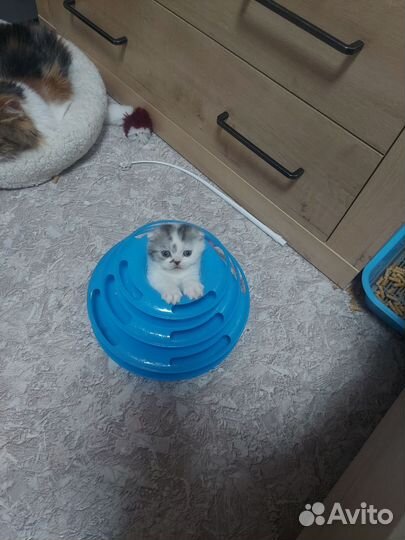 Шотландские вислоухие котята