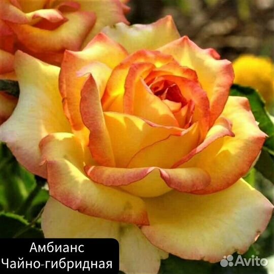 Роза Амбианс