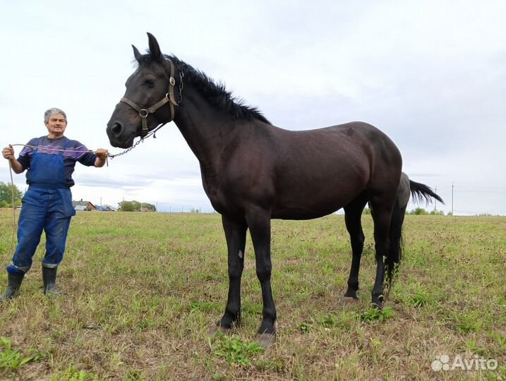 Кобыла жеребая