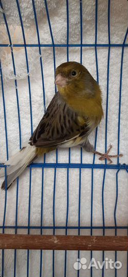 Кенара певчие