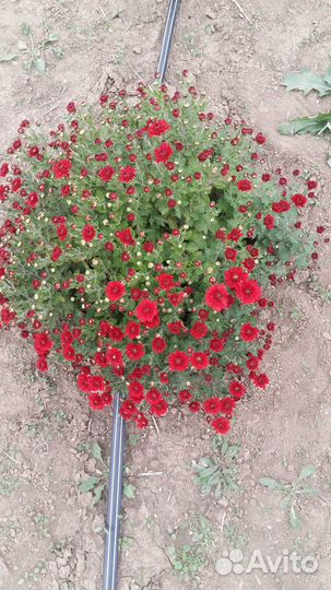 Хризантемы мультифлора