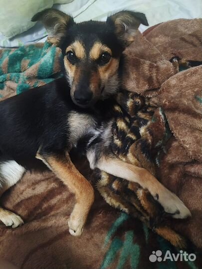 Щенок в добрые руки бесплатно маленькая порода