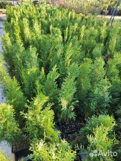 Туя Смарагд