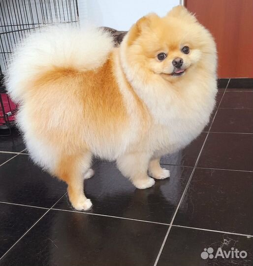 Шпиц вязка