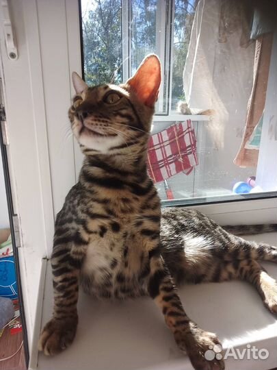 Бенгальские котята