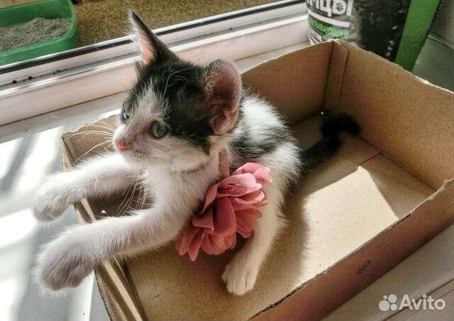 Ла-перм лаперм