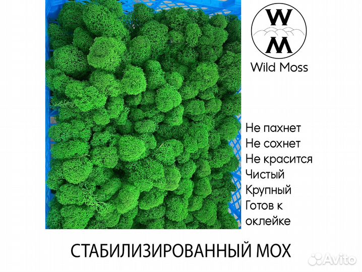 Стабилизированный мох