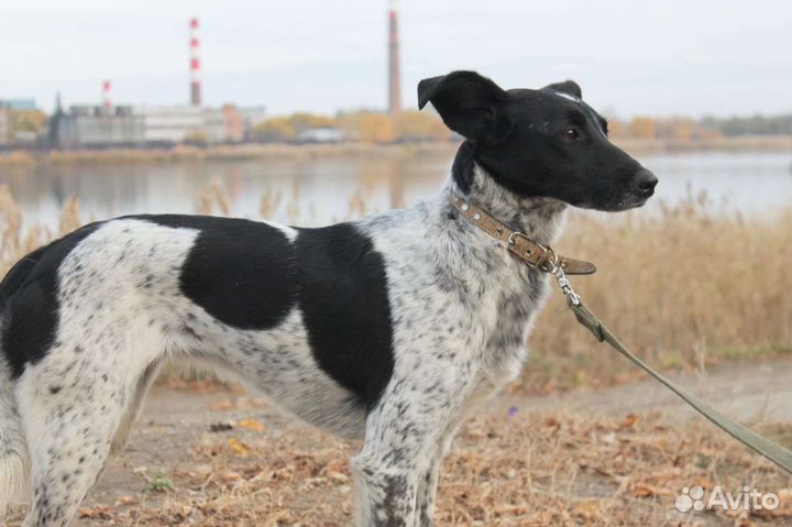 Собачка небольшая стерилизована с доставкой