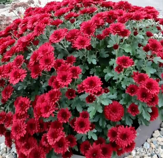 Хризантема мультифлора и корейская