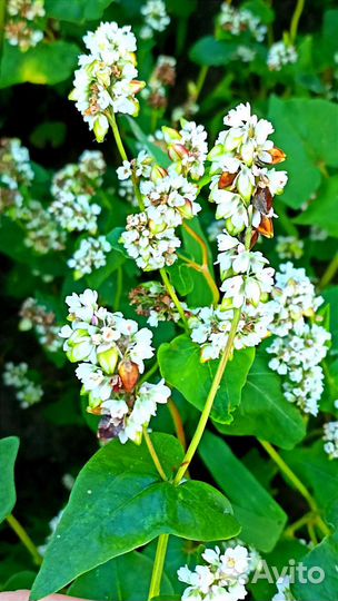 Мед гречишный 2023