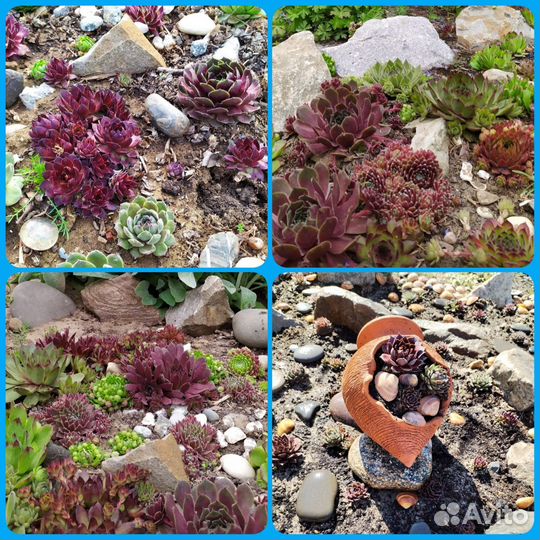 Молодило, очитки