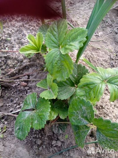 Усы клубники