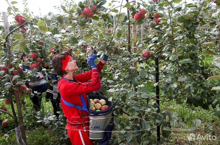 Разнорабочий на сбор яблок