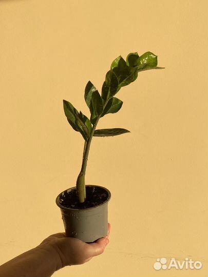 Замиокулькас