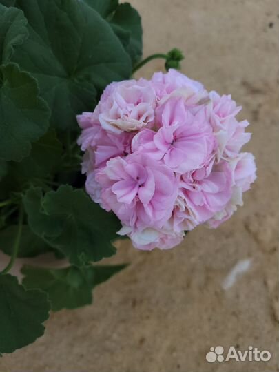 Пеларгония герань