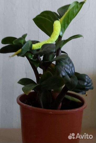 Комнатные растения