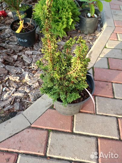 Ель Зе Блюз, Ель Кобра