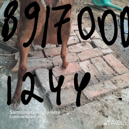 Козье молоко