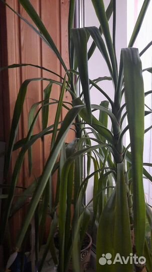 Пальма юкка