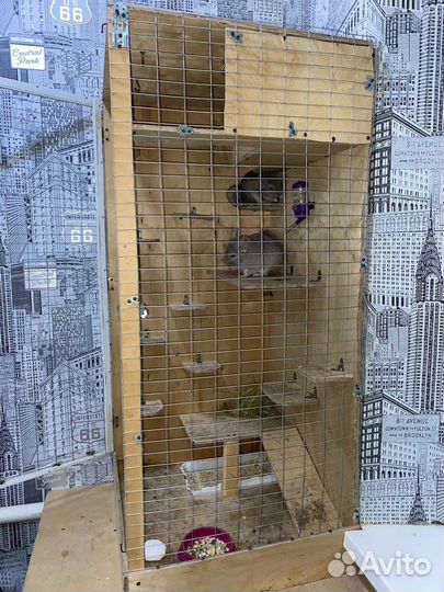 Шиншиллы и клетка для шиншилл бу