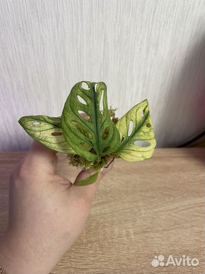 Монстера Адамсона Архипилаго