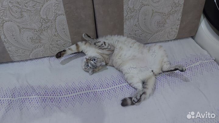 Кот в дар
