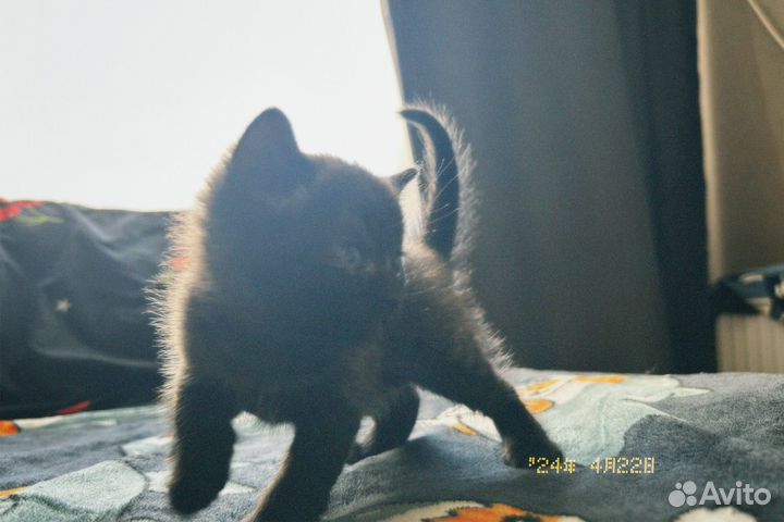 Продам котят )