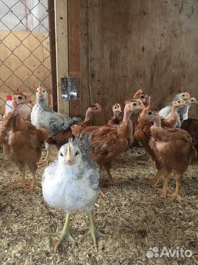 Цыплята бройлеры подрощенные