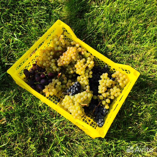 Виноградный куст 5 лет технический