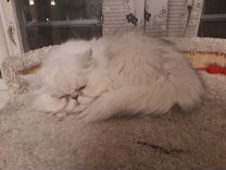 Персидская кошка в добрые руки