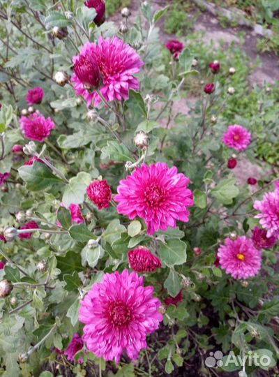 Хризантема.обыкновенная