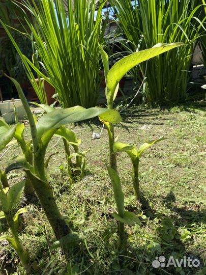 Банановая пальма