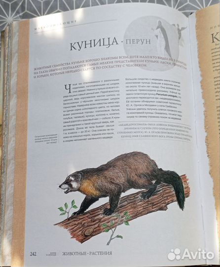 Книга о растениях и животных. Мифы и легенды