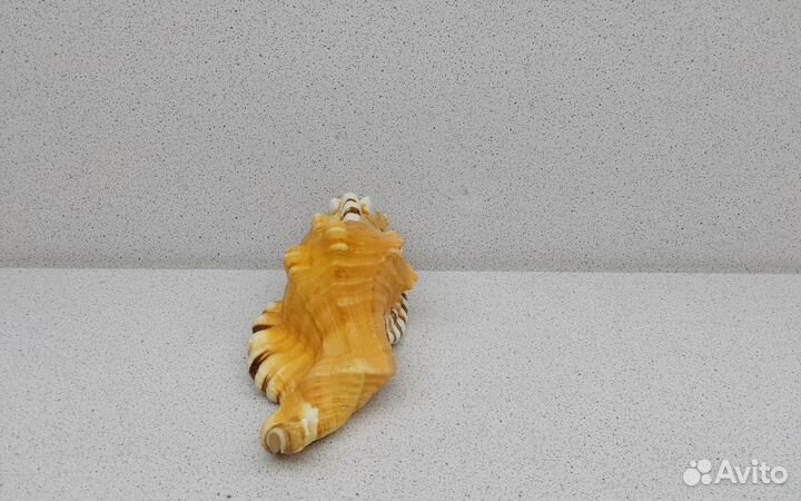 Циматиум Лоториум 12,8 морская ракушка раковина