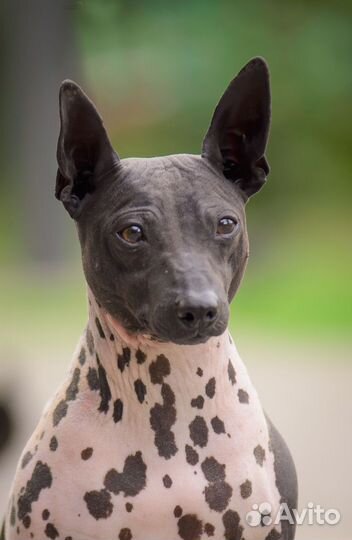 Американский Голый Терьер щенки