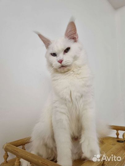 Мейн-куны с документами