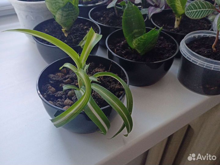 Комнатные растения цветы