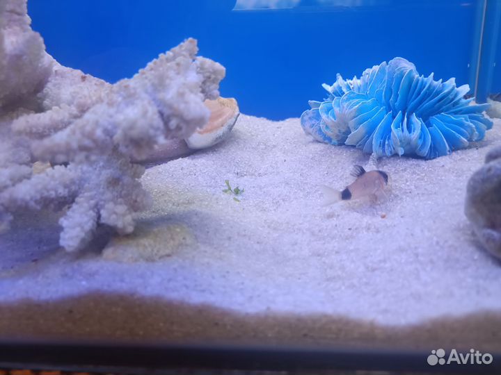 Песок для аквариума