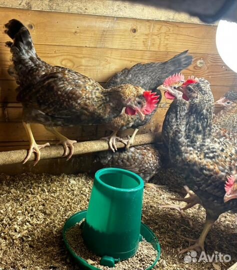 Петушки доминанты Куропатчатые 4 месяца