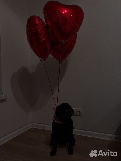 Мопс вязка мальчик