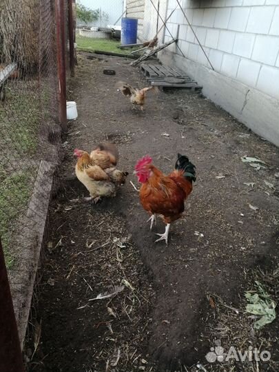 Петушки 5 месяцев. Кучинской породы