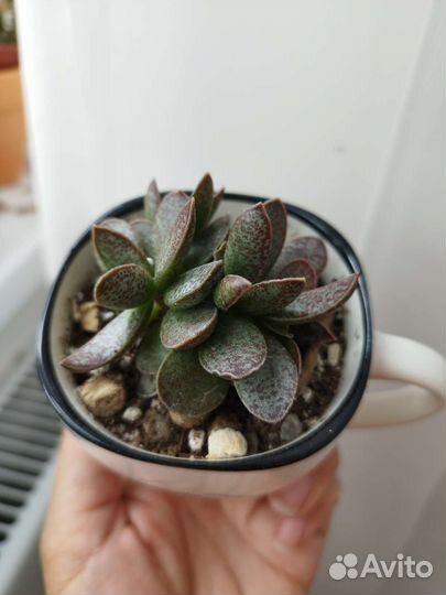 Адрамискус trigynus