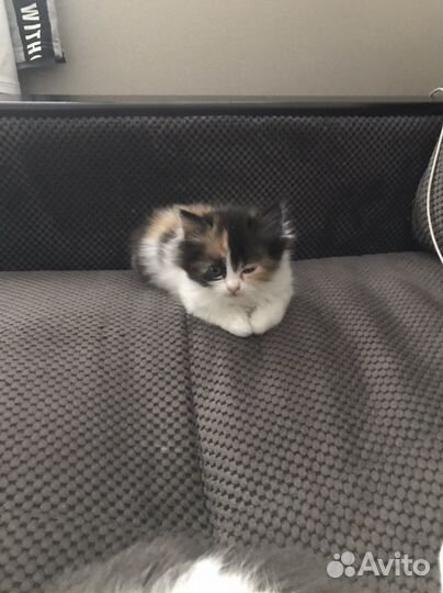 Продаю персидских котят